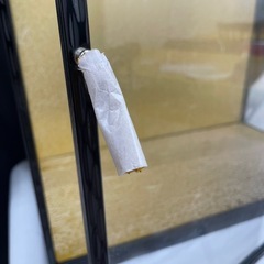 ガラスケース
の画像