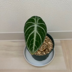 観葉植物　アロカシア　ニンジャ　