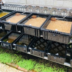 メダカ飼育　単管パイプ　300円／m  