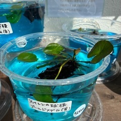 植付け時期だよ！キャンペーン★　睡蓮🪷すいれん🪷球根　ゴールドメダル　 ビオトープ　無人販売　ゆめめだかの画像