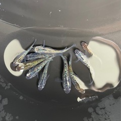 めだか　メダカ　サファイアの画像