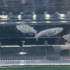 めだか　メダカ　サファイアの画像