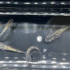 めだか　メダカ　サファイアの画像