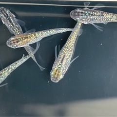 めだか　メダカ　サファイアの画像