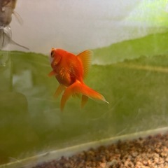 リュウキン　琉金　金魚の画像