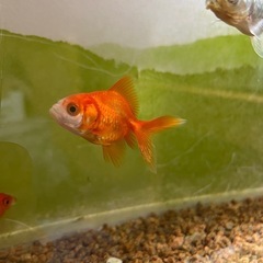 リュウキン　琉金　金魚