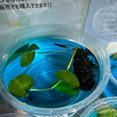 植付け時期だよ！キャンペーン★ 　睡蓮🪷すいれん🪷球根　マニーサイアム　ビオトープ　無人販売　ゆめめだかの画像