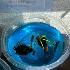 植付け時期だよ！キャンペーン★ 　睡蓮🪷すいれん🪷球根　マニーサイアム　ビオトープ　無人販売　ゆめめだかの画像