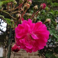 【🌹不思議な薔薇🌹】大苗の画像
