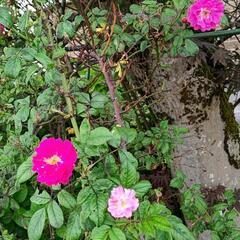 【🌹不思議な薔薇🌹】大苗の画像