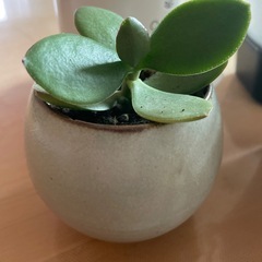 多肉植物✖︎4🪴の画像