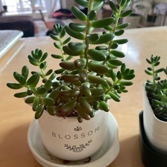 多肉植物✖︎4🪴の画像