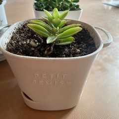 多肉植物✖︎4🪴の画像