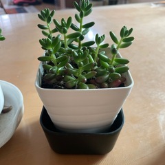 多肉植物✖︎4🪴の画像
