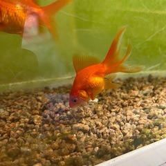 リュウキン　琉金　金魚の画像