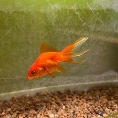 リュウキン　琉金　金魚
