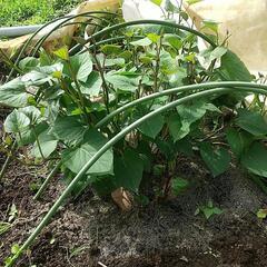 さつまいも苗