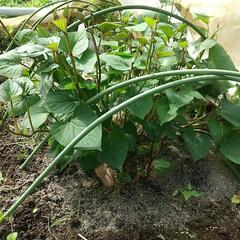 さつまいも苗の画像