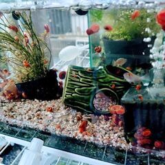 レッドラムズホーン　１０匹