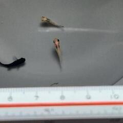 モーリー稚魚の画像