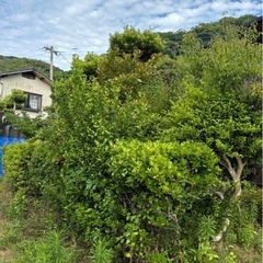 庭木の剪定いたします！【無料見積り・格安対応・福岡県】