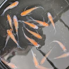 小町メダカの画像
