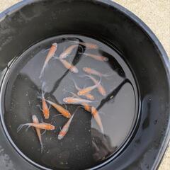 小町メダカの画像