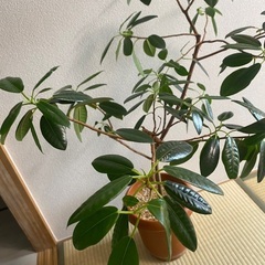 フランスゴムの木　フィカス　100cm程度　観葉植物の画像