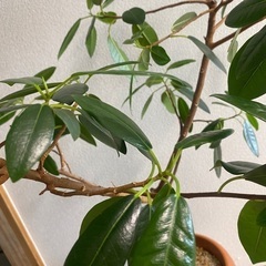 フランスゴムの木　フィカス　100cm程度　観葉植物の画像