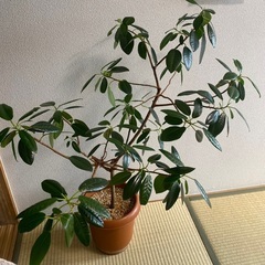 フランスゴムの木　フィカス　100cm程度　観葉植物の画像