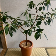フランスゴムの木　100cm程度　観葉植物