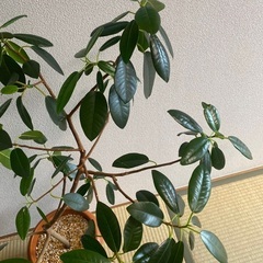 フランスゴムの木　フィカス　100cm程度　観葉植物の画像
