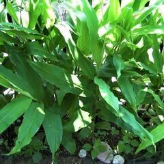 素麺などの薬味にあると便利◎香りのよい茗荷・みょうが・ミョウガの...