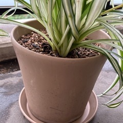 観葉植物　オリヅルラン
