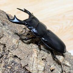 アンタエウスオオクワガタ 81ミリ♂♀ペア 即ブリ可の画像