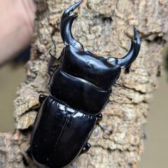 アンタエウスオオクワガタ 81ミリ♂♀ペア 即ブリ可の画像