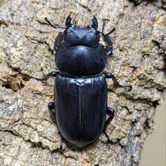 アンタエウスオオクワガタ 81ミリ♂♀ペア 即ブリ可の画像