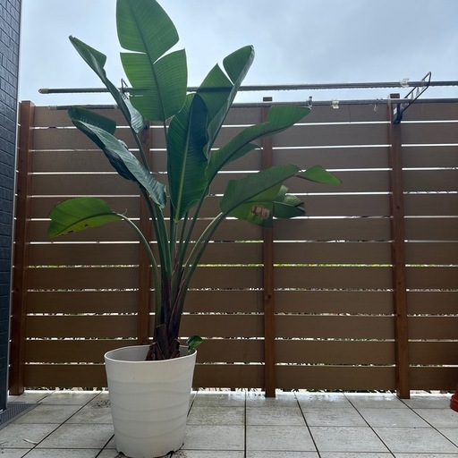 【本日更にお値下げ】ストレリチア 観葉植物 激安