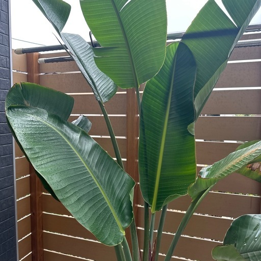 【本日更にお値下げ】ストレリチア 観葉植物 激安