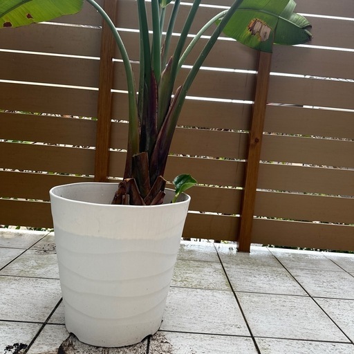 【本日更にお値下げ】ストレリチア 観葉植物 激安