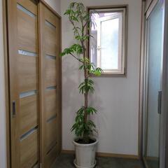 ねむの木　エバーフレッシュ　高さ2メートル　大型観葉植物