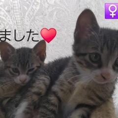 3ヶ月の元気な子猫達4匹
