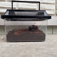 カブトムシ　雄雌セット