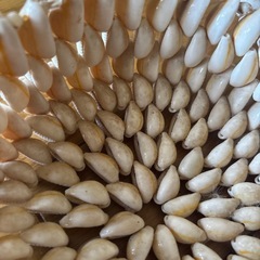差し上げます　貝殻で作った入れ物　敷物の画像