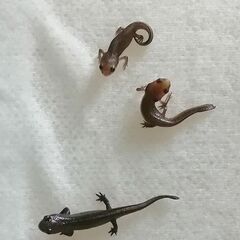 自家繁殖アカハライモリの幼体
