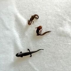 自家繁殖アカハライモリの幼体の画像
