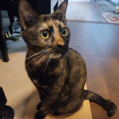 人懐っこい天然なサビ猫 女の子