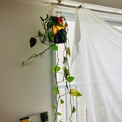 パキラ　観葉植物