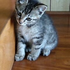 子猫　キジトラ男の子