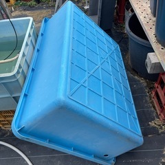 ーー値下げーーらんちゅう、メダカなどにの画像